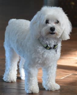 Maltipoo Allergies Diagnosis Treatment Prevention